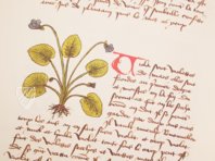 Book of Simple Medicines - Codex Bruxellensis – De Schutter – Codex Bruxellensis IV. 1024 – KBR (Koninklijke Bibliotheek van België/Bibliothèque royale de Belgique) (Brussels, Belgium) Book of Simple Medicines - Codex Bruxellensis – De Schutter – Codex Bruxellensis IV. 1024 – KBR (Koninklijke Bibliotheek van België/Bibliothèque royale de Belgique) (Brussels, Belgium)