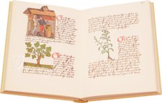 Book of Simple Medicines - Codex Bruxellensis – De Schutter – MS IV 1024 – KBR (Koninklijke Bibliotheek van België