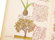 Book of Simple Medicines - Codex Bruxellensis – De Schutter – MS IV 1024 – KBR (Koninklijke Bibliotheek van België