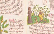 Book of Simple Medicines - Codex Bruxellensis – De Schutter – MS IV 1024 – KBR (Koninklijke Bibliotheek van België