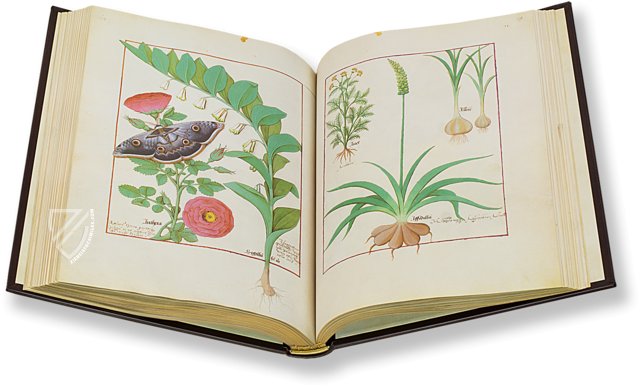 Book of Simple Medicines – M. Moleiro Editor – FP. Fv VI #1 – National Library of Russia (St. Petersburg, Russia)