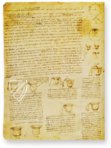 Codex Hammer – Collezione Apocrifa Da Vinci – Bill Gates Collection (Seattle, USA)