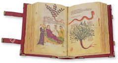 Codex of Medicine of Frederick II – Patrimonio Ediciones – Ms. Plut. 73.16 – Biblioteca Medicea Laurenziana (Florence, Italy)