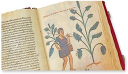 Codex of Medicine of Frederick II – Patrimonio Ediciones – Ms. Plut. 73.16 – Biblioteca Medicea Laurenziana (Florence, Italy)