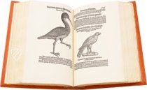 Conrad Gessner: Vogelbuch – Josef Stocker-Schmid – NS 4 | F – Zentralbibliothek Zürich (Zürich, Switzerland)
