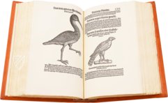 Conrad Gessner: Vogelbuch – Josef Stocker-Schmid – NS 4 | F – Zentralbibliothek Zürich (Zürich, Switzerland)