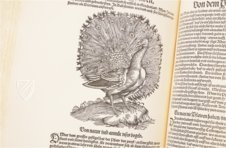 Conrad Gessner: Vogelbuch – Josef Stocker-Schmid – NS 4 | F – Zentralbibliothek Zürich (Zürich, Switzerland)