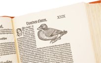 Conrad Gessner: Vogelbuch – Josef Stocker-Schmid – NS 4 | F – Zentralbibliothek Zürich (Zürich, Switzerland)