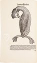 Conrad Gessner: Vogelbuch – Josef Stocker-Schmid – NS 4 | F – Zentralbibliothek Zürich (Zürich, Switzerland)