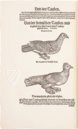 Conrad Gessner: Vogelbuch – Josef Stocker-Schmid – NS 4 | F – Zentralbibliothek Zürich (Zürich, Switzerland)