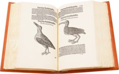 Conrad Gessner: Vogelbuch – Josef Stocker-Schmid – NS 4 / F – Zentralbibliothek Zürich (Zurich, Switzerland)