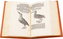 Conrad Gessner: Vogelbuch – Josef Stocker-Schmid – NS 4 / F – Zentralbibliothek Zürich (Zurich, Switzerland)
