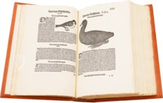 Conrad Gessner: Vogelbuch – Josef Stocker-Schmid – NS 4 / F – Zentralbibliothek Zürich (Zurich, Switzerland)
