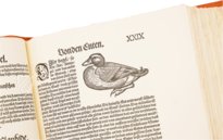 Conrad Gessner: Vogelbuch – Josef Stocker-Schmid – NS 4 / F – Zentralbibliothek Zürich (Zurich, Switzerland)