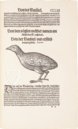 Conrad Gessner: Vogelbuch – Josef Stocker-Schmid – NS 4 / F – Zentralbibliothek Zürich (Zurich, Switzerland)