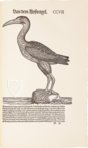 Conrad Gessner: Vogelbuch – Josef Stocker-Schmid – NS 4 / F – Zentralbibliothek Zürich (Zurich, Switzerland)