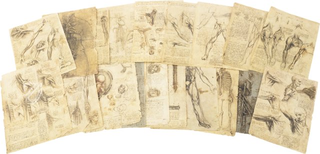 Corpus of the Anatomical Studies (Collection) – Collezione Apocrifa Da Vinci – Royal Library at Windsor Castle (Windsor, United Kingdom)