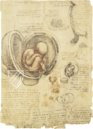 Corpus of the Anatomical Studies (Collection) – Collezione Apocrifa Da Vinci – Royal Library at Windsor Castle (Windsor, United Kingdom)