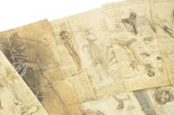Corpus of the Anatomical Studies (Collection) – Collezione Apocrifa Da Vinci – Royal Library at Windsor Castle (Windsor, United Kingdom)