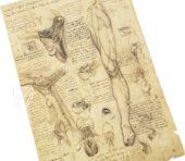 Corpus of the Anatomical Studies (Collection) – Collezione Apocrifa Da Vinci – Royal Library at Windsor Castle (Windsor, United Kingdom)