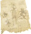 Corpus of the Anatomical Studies (Collection) – Collezione Apocrifa Da Vinci – Royal Library at Windsor Castle (Windsor, United Kingdom)