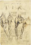 Corpus of the Anatomical Studies (Collection) – Collezione Apocrifa Da Vinci – Royal Library at Windsor Castle (Windsor, United Kingdom)