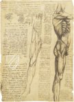 Corpus of the Anatomical Studies (Collection) – Collezione Apocrifa Da Vinci – Royal Library at Windsor Castle (Windsor, United Kingdom)