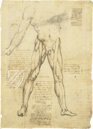 Corpus of the Anatomical Studies (Collection) – Collezione Apocrifa Da Vinci – Royal Library at Windsor Castle (Windsor, United Kingdom)