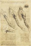 Corpus of the Anatomical Studies (Collection) – Collezione Apocrifa Da Vinci – Royal Library at Windsor Castle (Windsor, United Kingdom)