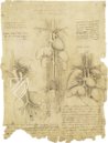 Corpus of the Anatomical Studies (Collection) – Collezione Apocrifa Da Vinci – Royal Library at Windsor Castle (Windsor, United Kingdom)