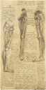 Corpus of the Anatomical Studies (Collection) – Collezione Apocrifa Da Vinci – Royal Library at Windsor Castle (Windsor, United Kingdom)