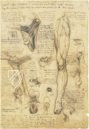 Corpus of the Anatomical Studies (Collection) – Collezione Apocrifa Da Vinci – Royal Library at Windsor Castle (Windsor, United Kingdom)