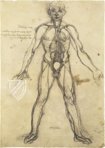 Corpus of the Anatomical Studies (Collection) – Collezione Apocrifa Da Vinci – Royal Library at Windsor Castle (Windsor, United Kingdom)