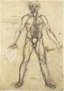 Corpus of the Anatomical Studies (Collection) – Collezione Apocrifa Da Vinci – Royal Library at Windsor Castle (Windsor, United Kingdom)