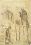 Corpus of the Anatomical Studies (Collection) – Collezione Apocrifa Da Vinci – Royal Library at Windsor Castle (Windsor, United Kingdom)