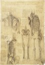 Corpus of the Anatomical Studies (Collection) – Collezione Apocrifa Da Vinci – Royal Library at Windsor Castle (Windsor, United Kingdom)