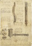 Corpus of the Anatomical Studies (Collection) – Collezione Apocrifa Da Vinci – Royal Library at Windsor Castle (Windsor, United Kingdom)