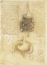 Corpus of the Anatomical Studies (Collection) – Collezione Apocrifa Da Vinci – Royal Library at Windsor Castle (Windsor, United Kingdom)