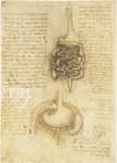 Corpus of the Anatomical Studies (Collection) – Collezione Apocrifa Da Vinci – Royal Library at Windsor Castle (Windsor, United Kingdom)