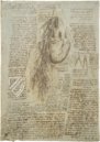 Corpus of the Anatomical Studies (Collection) – Collezione Apocrifa Da Vinci – Royal Library at Windsor Castle (Windsor, United Kingdom)