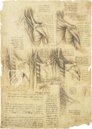 Corpus of the Anatomical Studies (Collection) – Collezione Apocrifa Da Vinci – Royal Library at Windsor Castle (Windsor, United Kingdom)