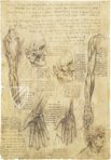 Corpus of the Anatomical Studies (Collection) – Collezione Apocrifa Da Vinci – Royal Library at Windsor Castle (Windsor, United Kingdom)