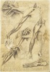 Corpus of the Anatomical Studies (Collection) – Collezione Apocrifa Da Vinci – Royal Library at Windsor Castle (Windsor, United Kingdom)