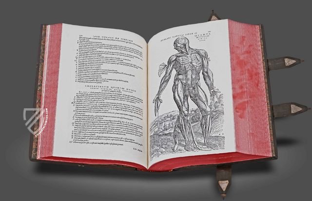 Andreas Vesalius: De Humani Corporis Fabrica – Pytheas Books – 548.i.2.(1) – British Library (London, United Kingdom)