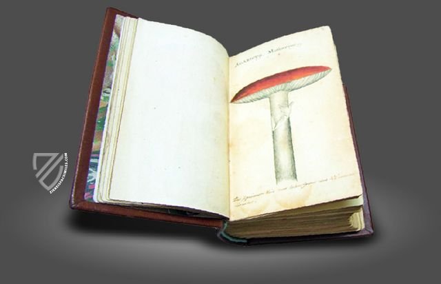 Book of Mushrooms – Siloé, arte y bibliofilia – Private Collection