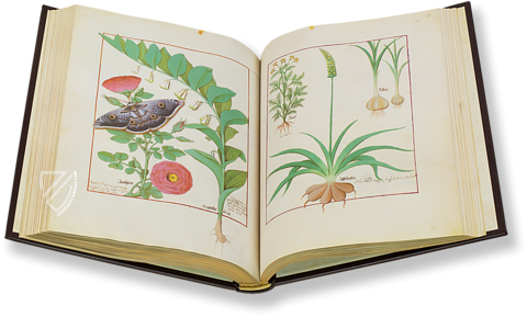 Saint Petersburg Book of Simple Medicines – M. Moleiro Editor – FP. Fv VI #1 – National Library of Russia (St. Petersburg, Russia)