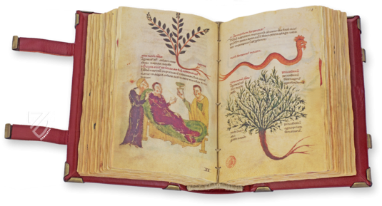 Codex of Medicine of Frederick II – Patrimonio Ediciones – Ms. Plut. 73.16 – Biblioteca Medicea Laurenziana (Florence, Italy)