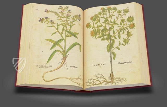 De Historia Stirpium - Leonhart Fuchs – Aboca Museum – Biblioteca Antiqua di Aboca Museum (Sansepolcro, Italy)