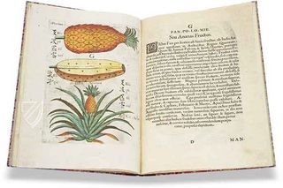 Flora Sinensis – Orbis Pictus – 412 – Biblioteka Kórnicka (Kórnik, Poland)