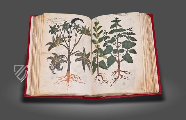 Greek Dioscorides – Testimonio Compañía Editorial – Chig. F.VII.1590 – Biblioteca Apostolica Vaticana (Vatican City, State of the Vatican City)